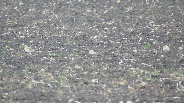 Mountain Plover - ML644323313