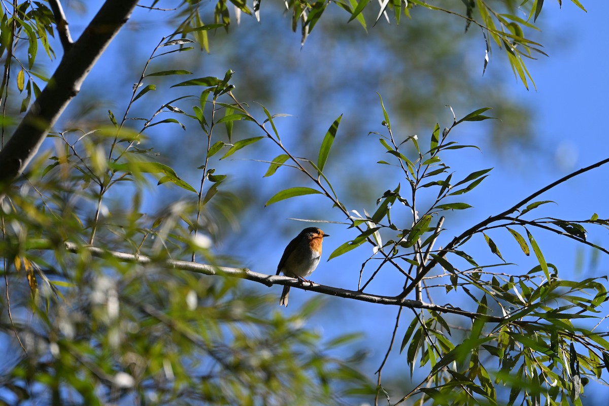 European Robin - ML644323326