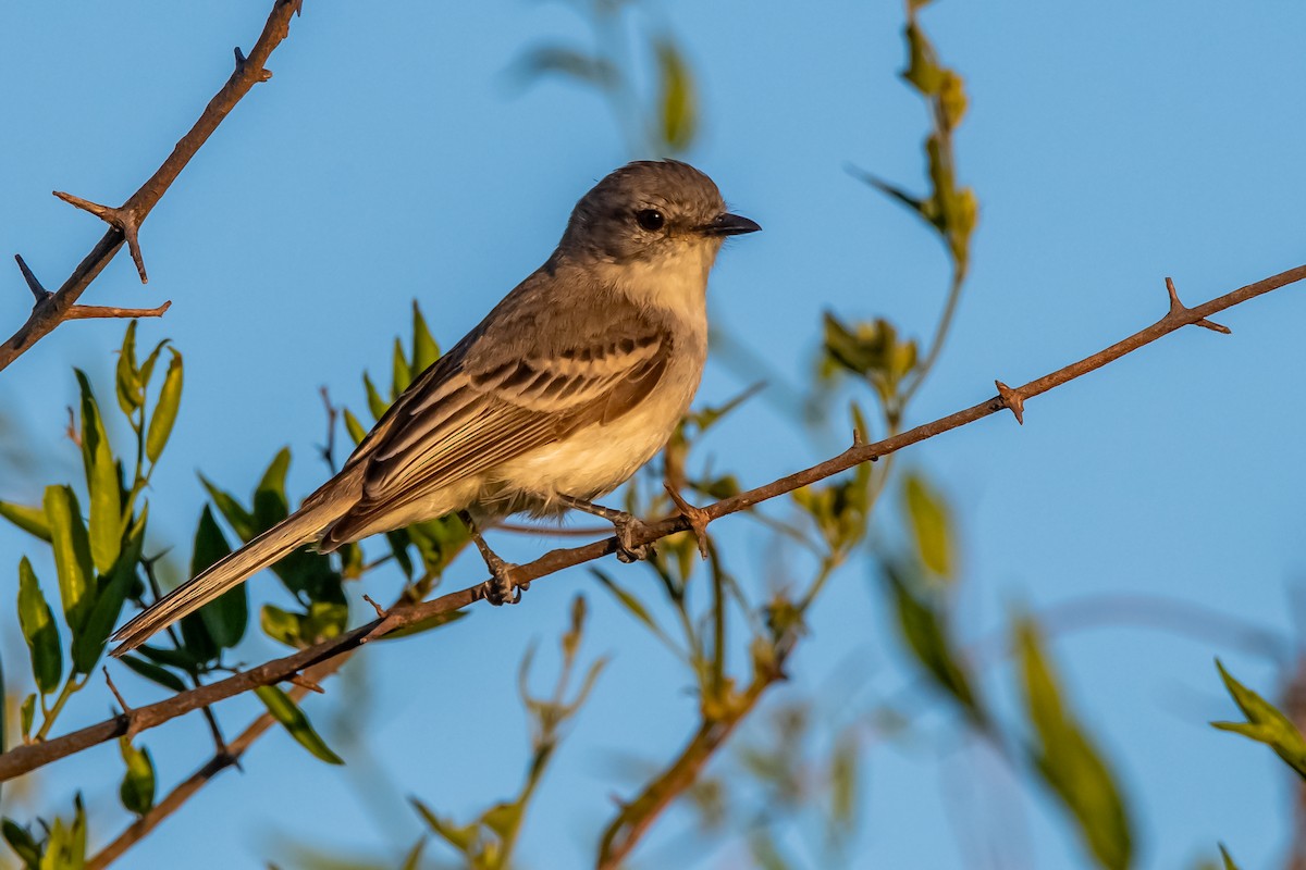 Suiriri Flycatcher - ML644323340