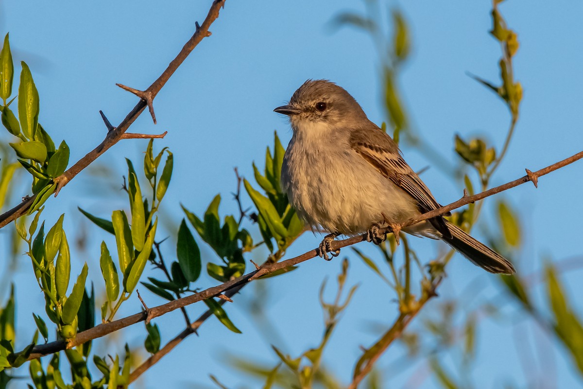 Suiriri Flycatcher - ML644323341