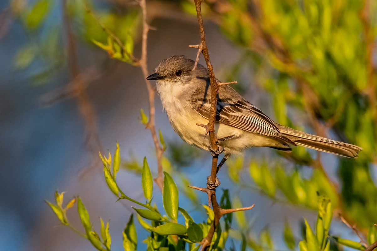 Suiriri Flycatcher - ML644323342