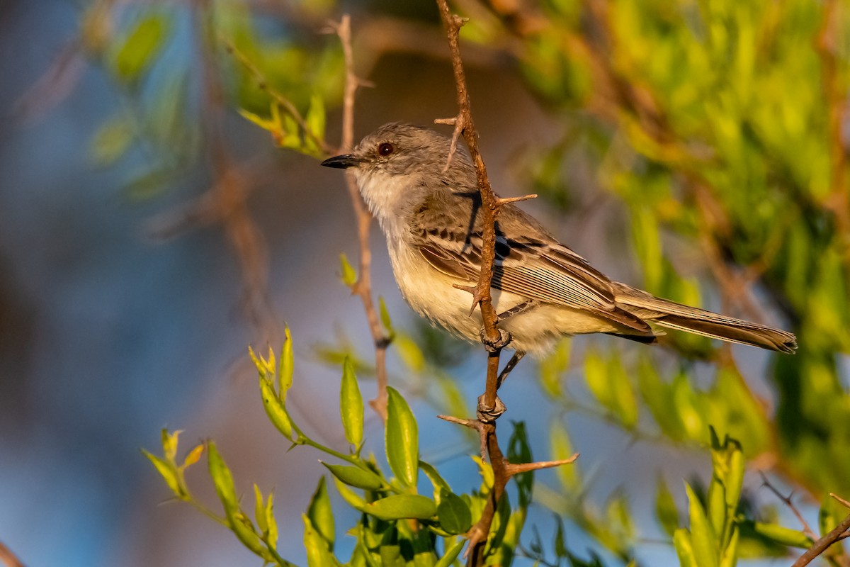 Suiriri Flycatcher - ML644323343