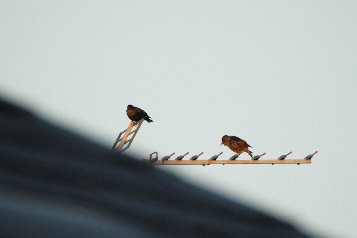 European Starling - ML644323345