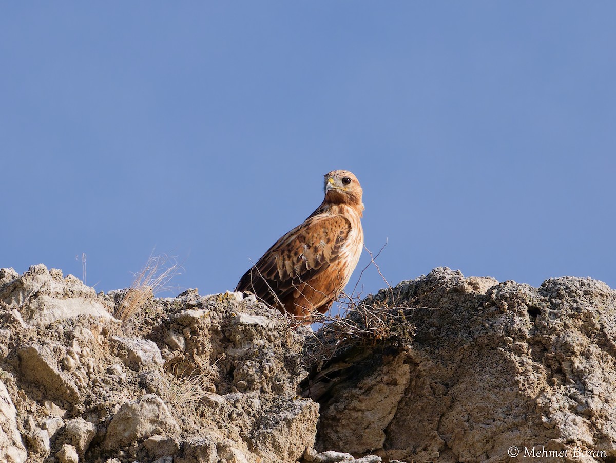 ニシオオノスリ - ML644323378