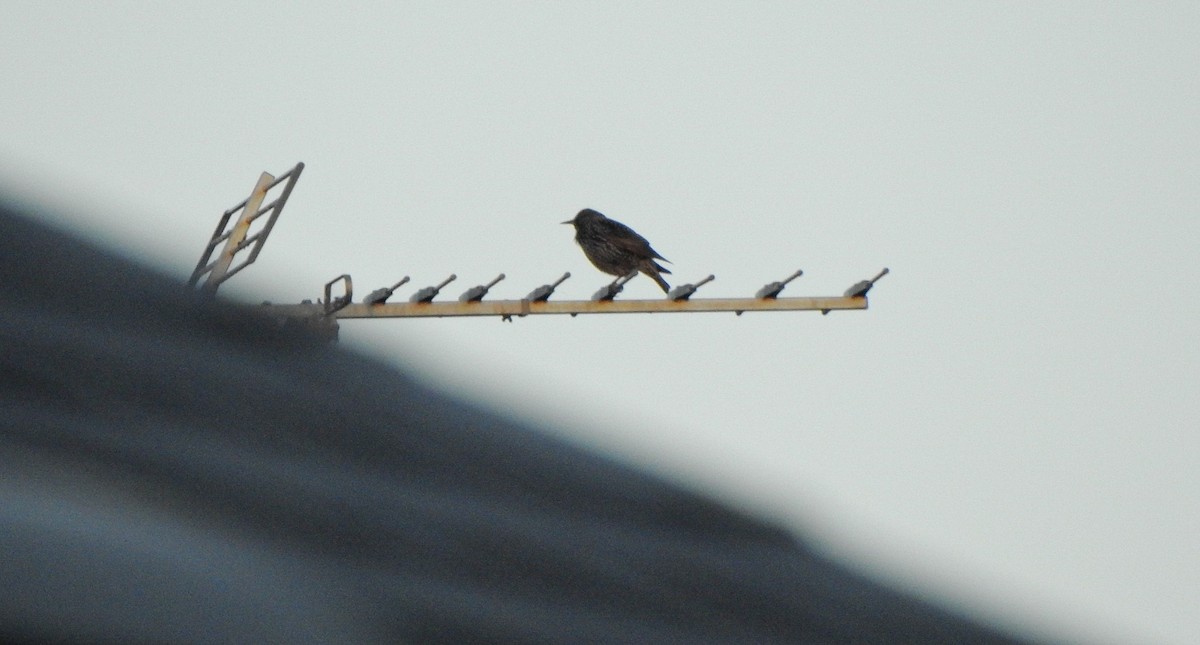 European Starling - ML644323386