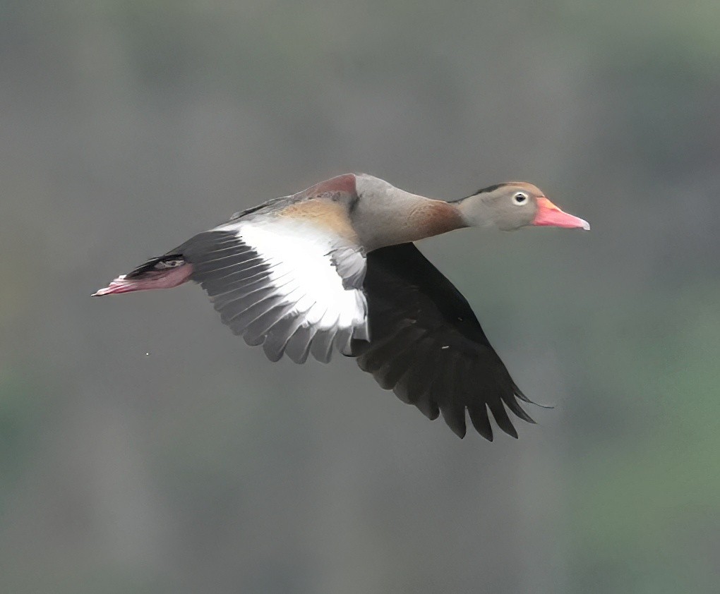 アカハシリュウキュウガモ - ML644323388