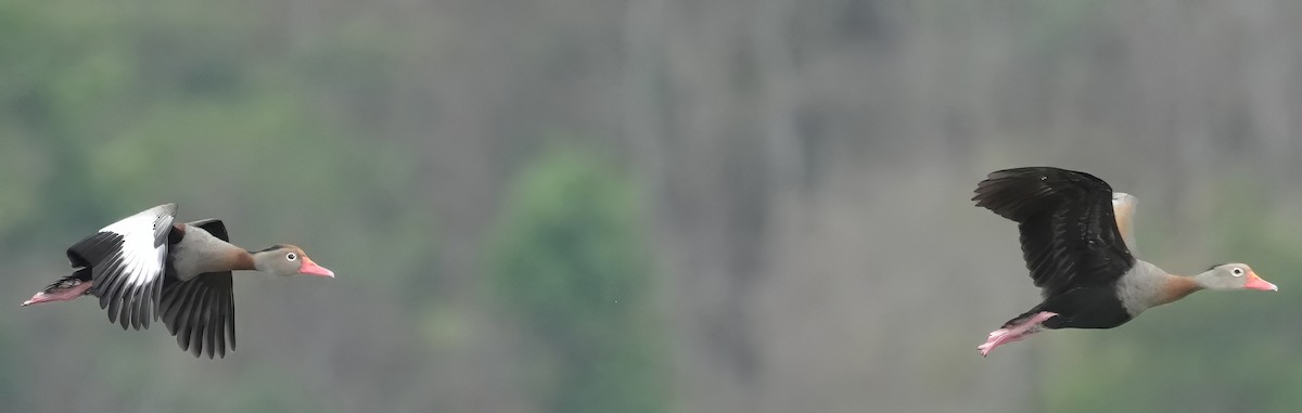 アカハシリュウキュウガモ - ML644323389