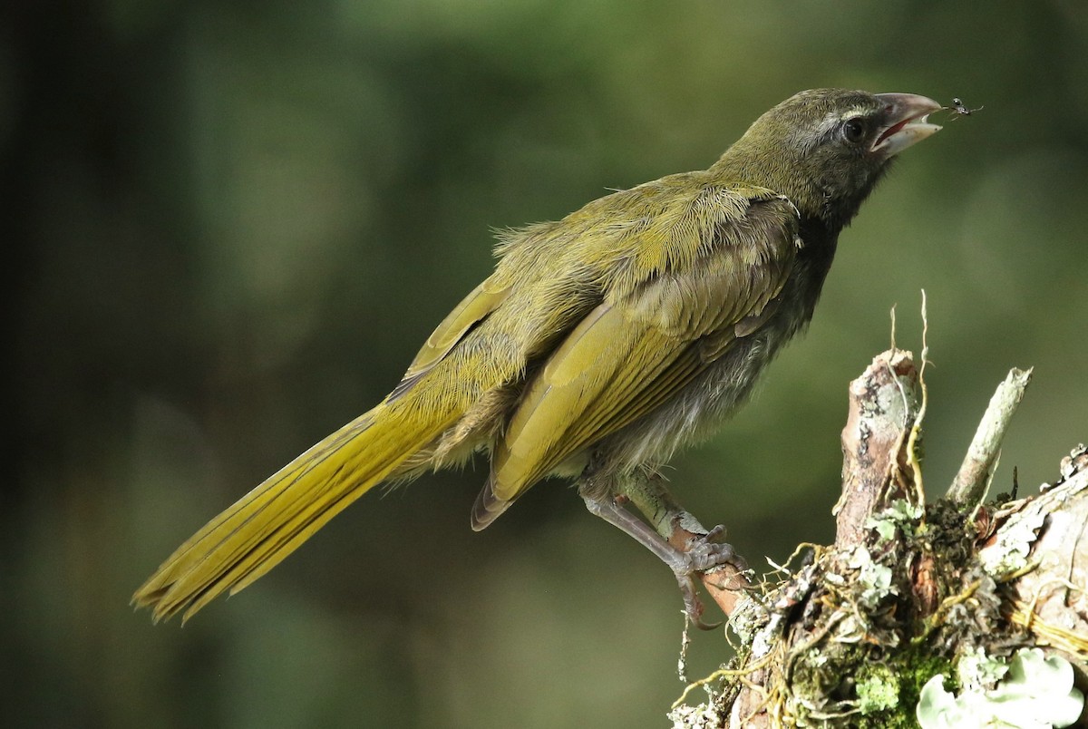 Buff-throated Saltator - ML644323393