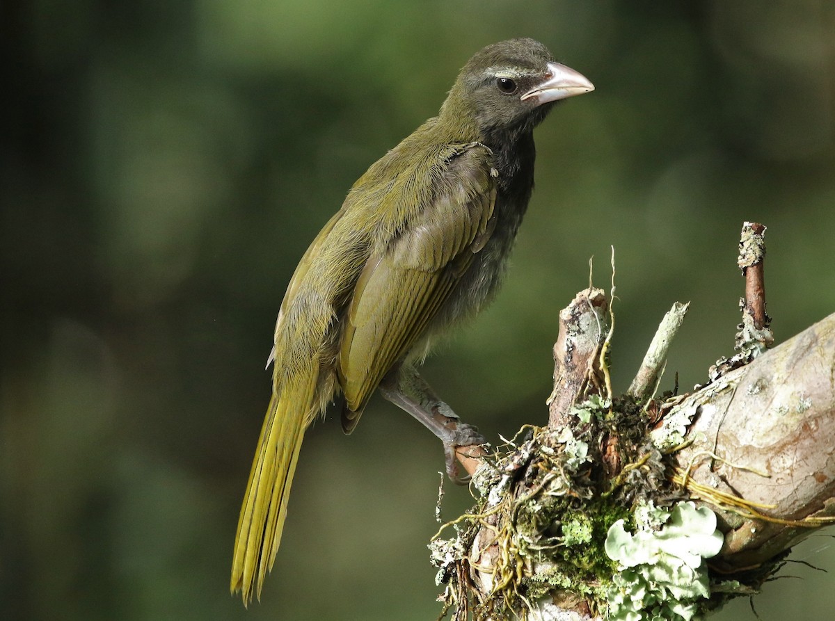 Buff-throated Saltator - ML644323399