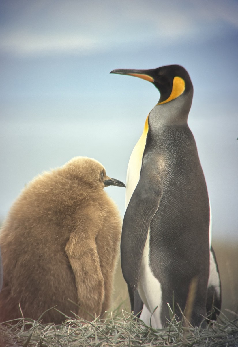 King Penguin - ML644323438