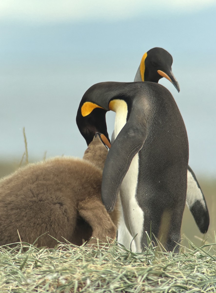 King Penguin - ML644323439