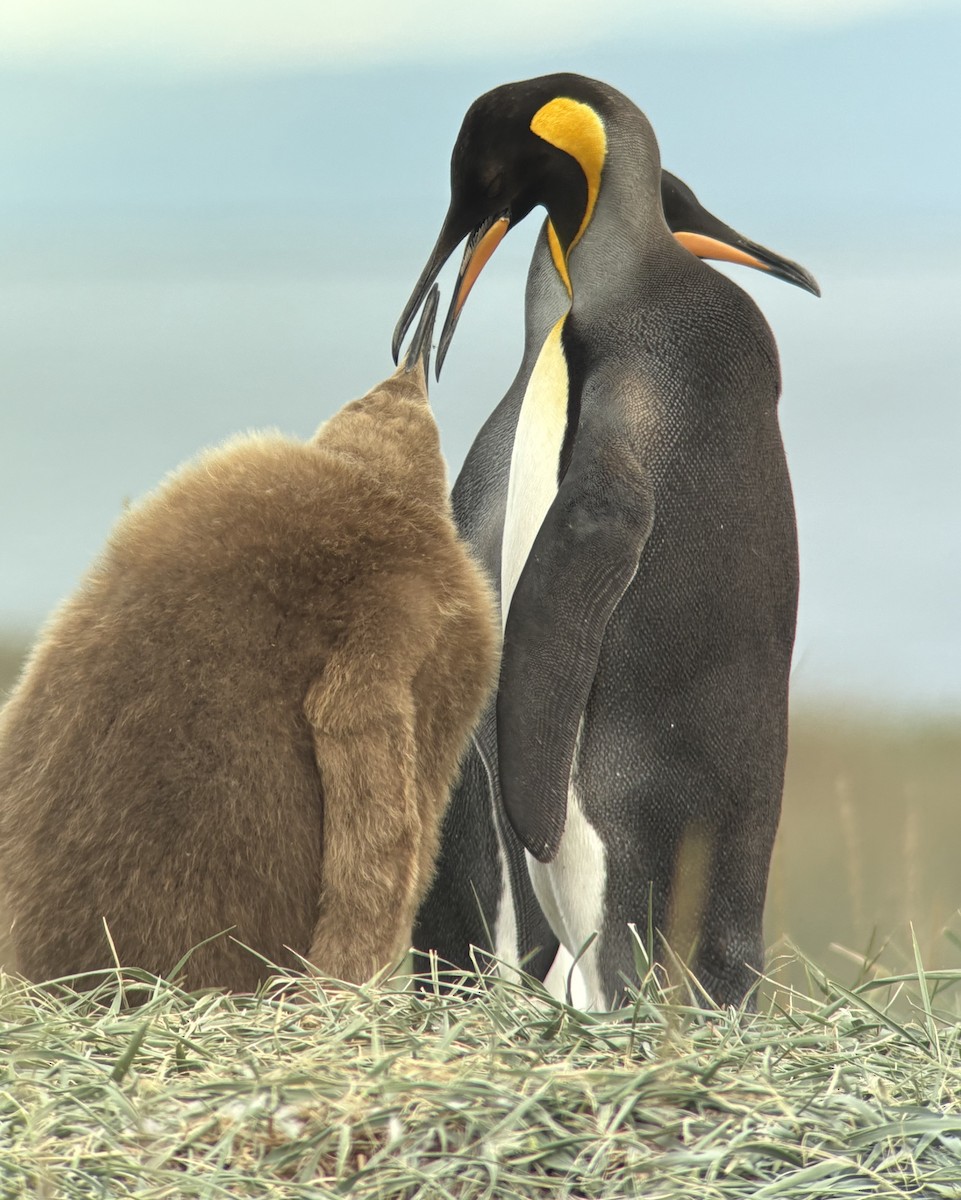 King Penguin - ML644323440