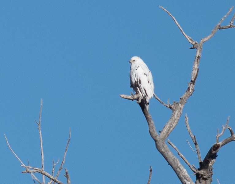 タカ科 - ML644323445
