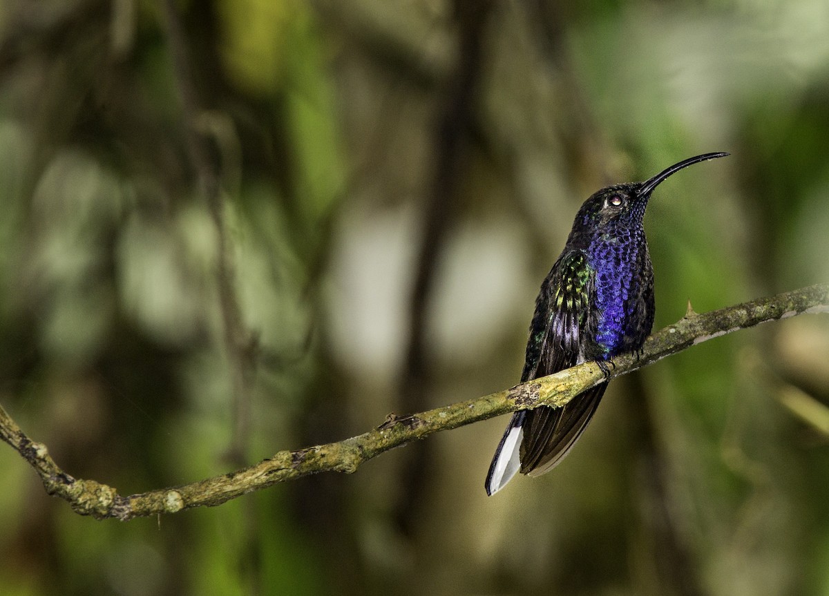 Violet Sabrewing - ML644323453