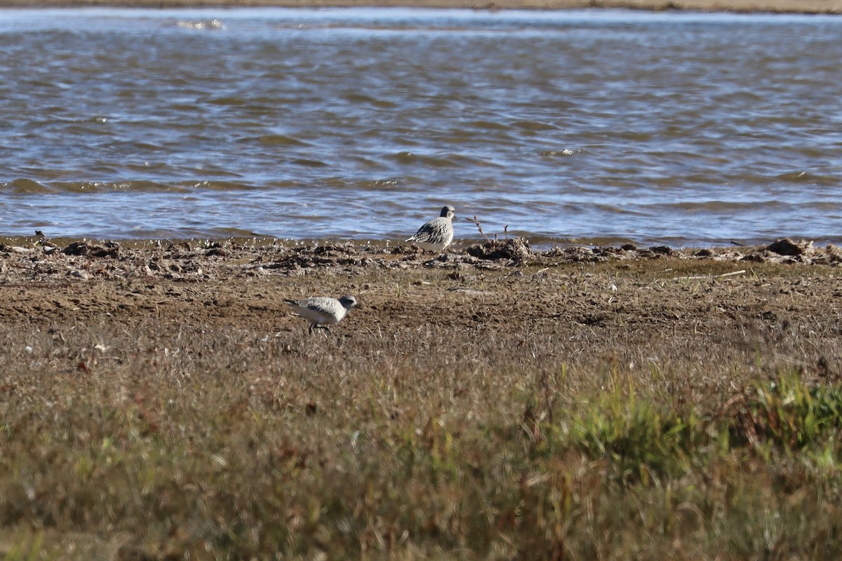 Black-bellied Plover - ML644323464