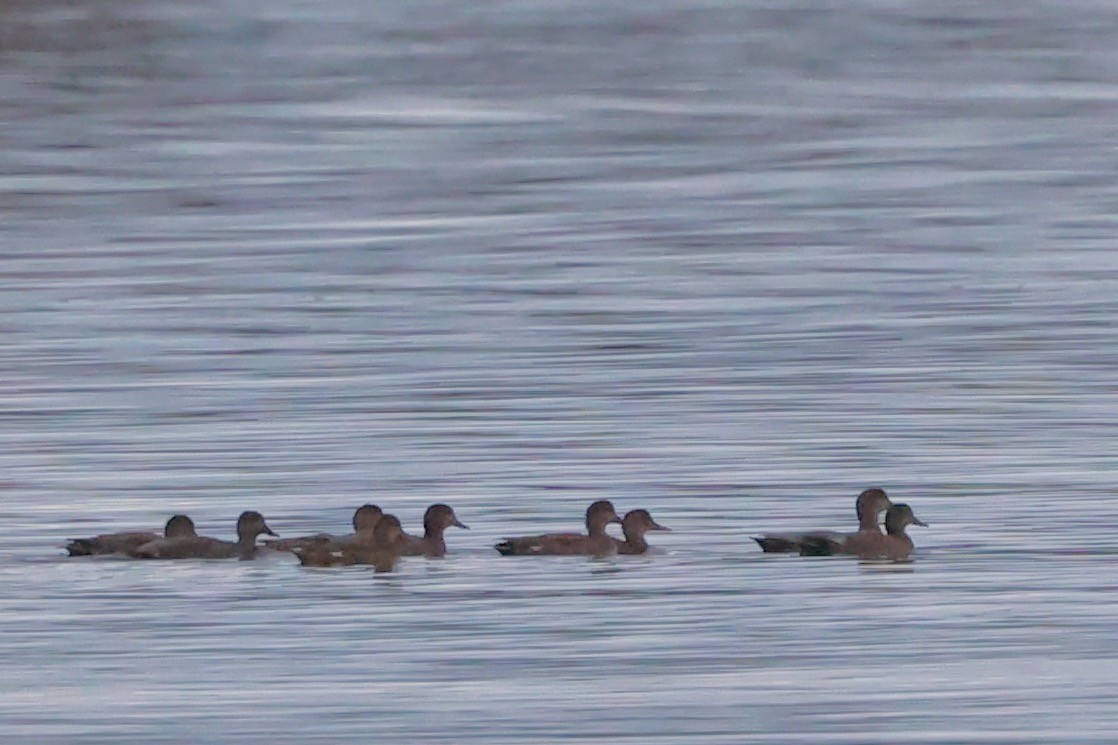 Ipar-ahatea (strepera) - ML644323467