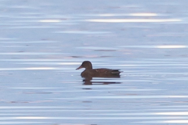 Ipar-ahatea (strepera) - ML644323468