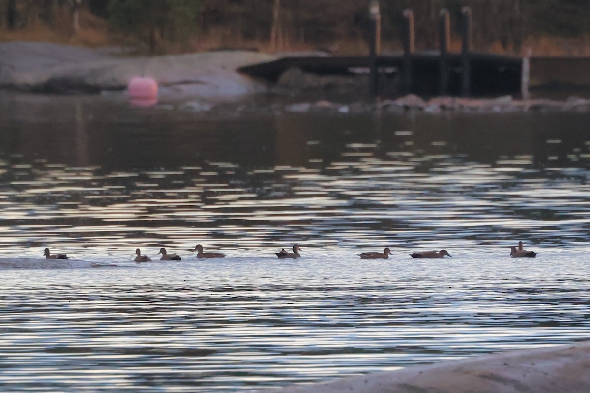 Ipar-ahatea (strepera) - ML644323469