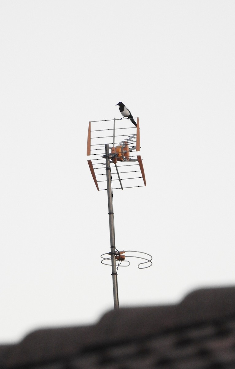 Eurasian Magpie - ML644323470