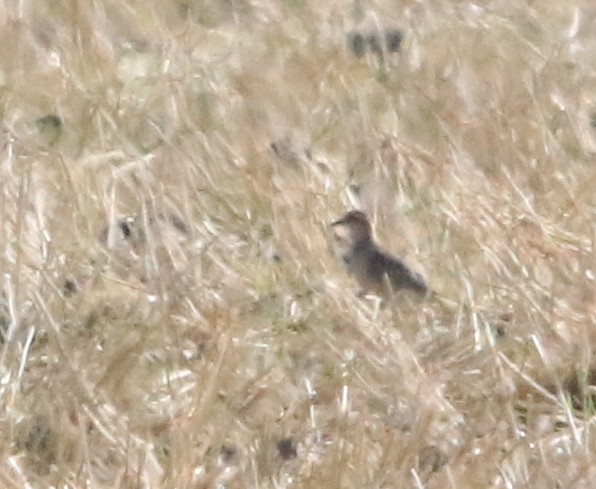 Eurasian Dotterel - ML644323472