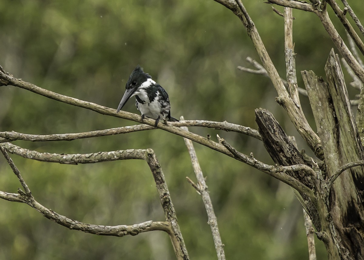Green Kingfisher - ML644323474