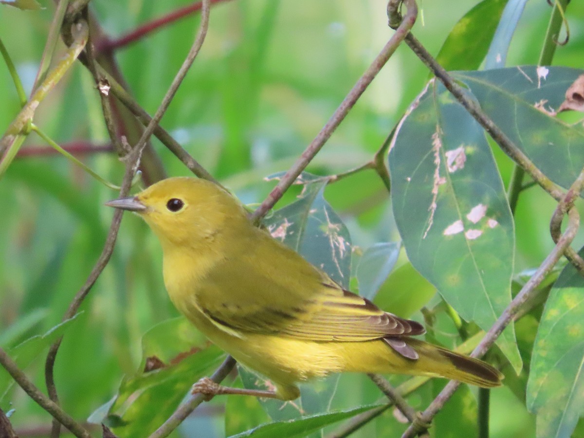 Sarı Ötleğen - ML644323476