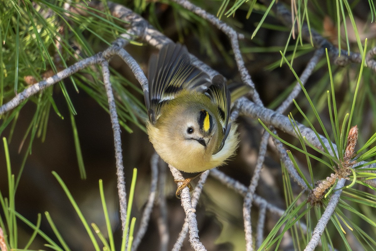 Regolo - ML644323478