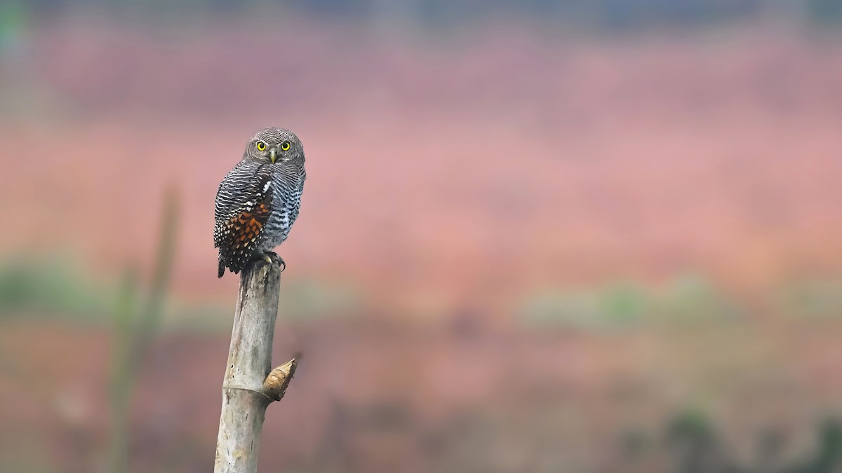 indiaugle - ML644323485