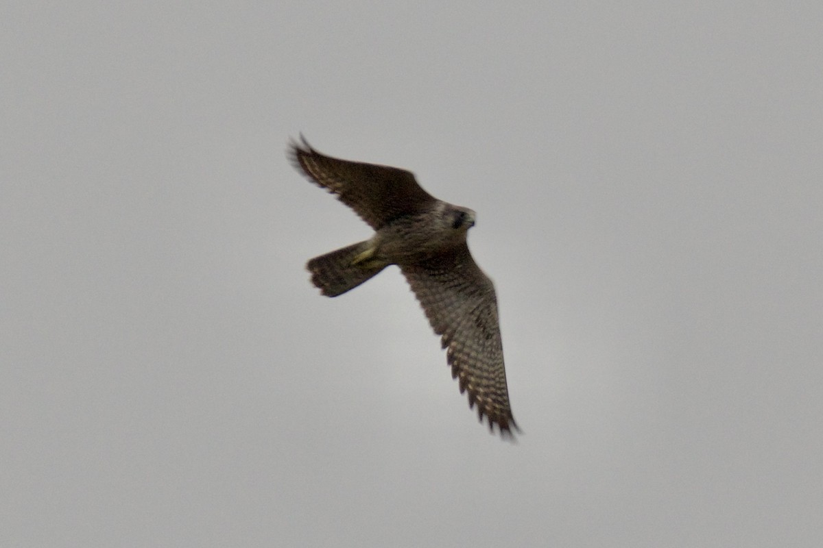 Peregrine Falcon - ML644323496