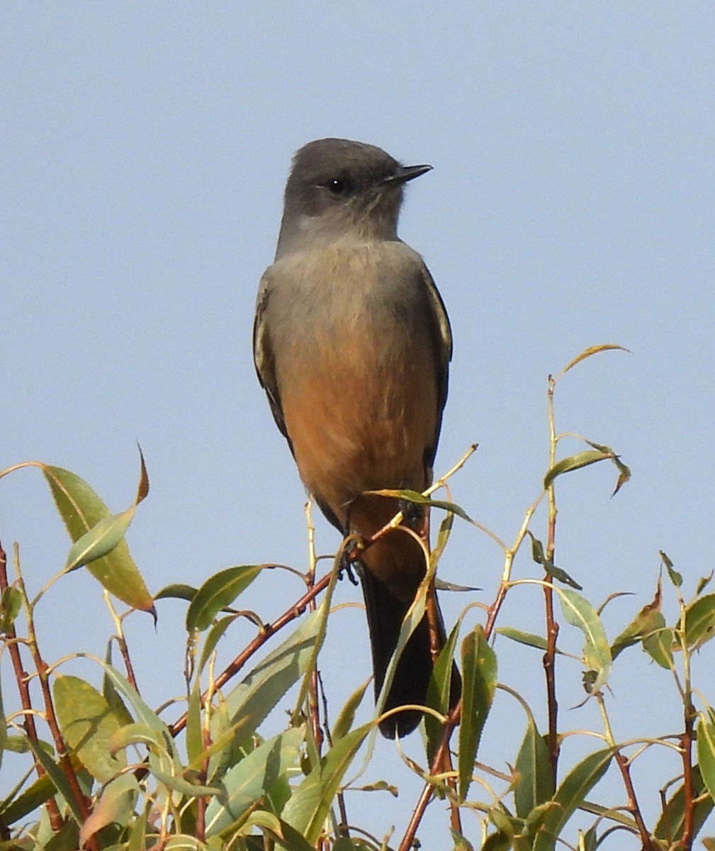 Say's Phoebe - ML644323505