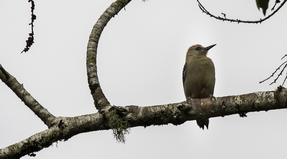 datel kápový - ML644323509