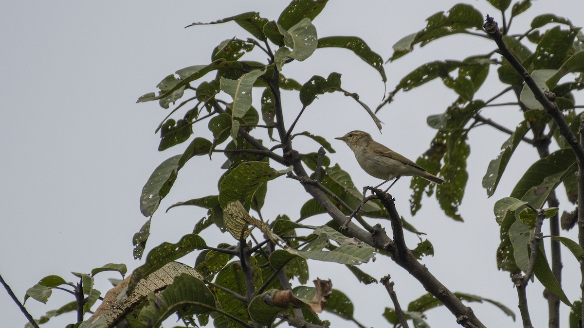Greenish Warbler - ML644323511