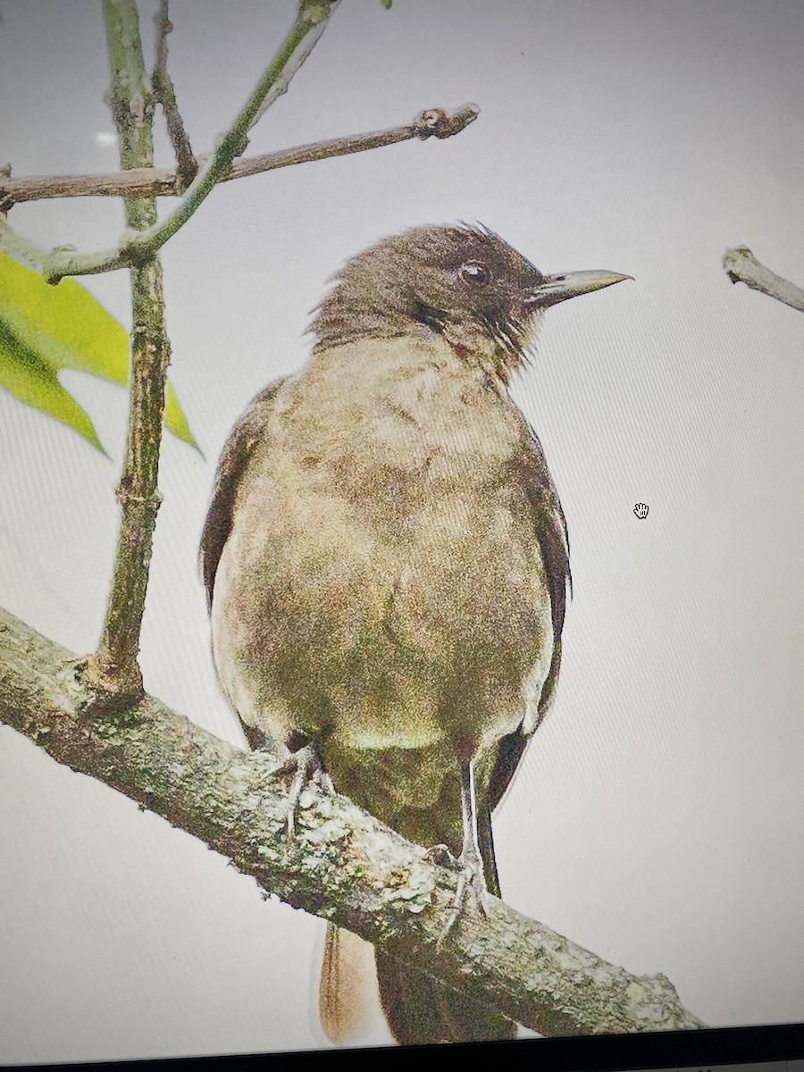 Clay-colored Thrush - ML644323515