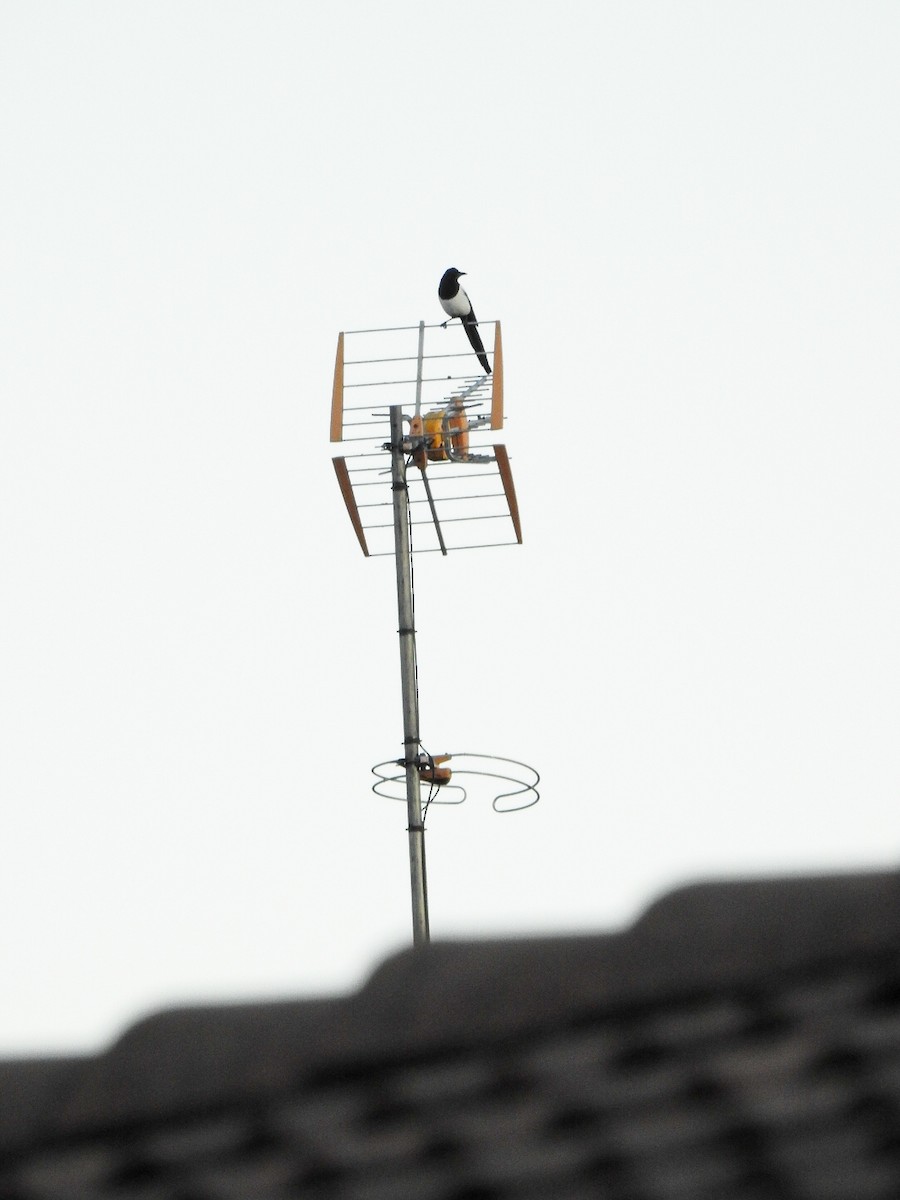 Eurasian Magpie - ML644323527