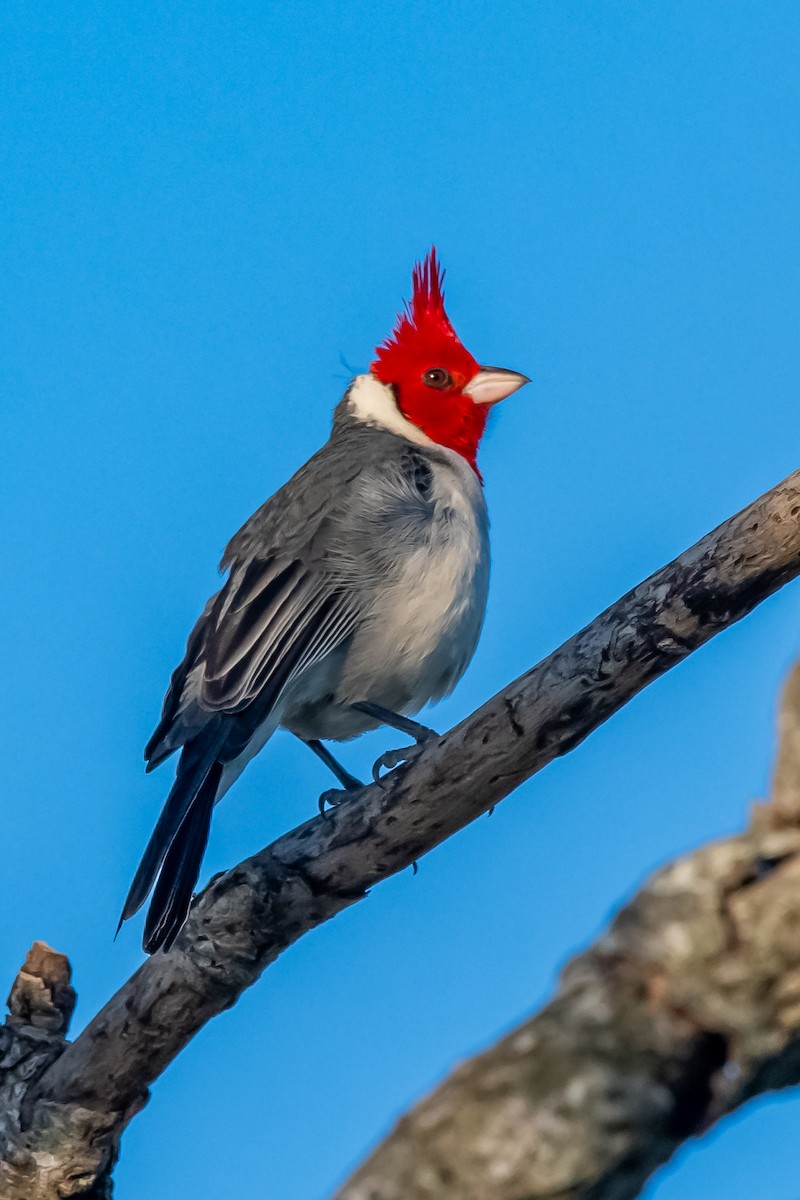 Red-crested Cardinal - ML644323531