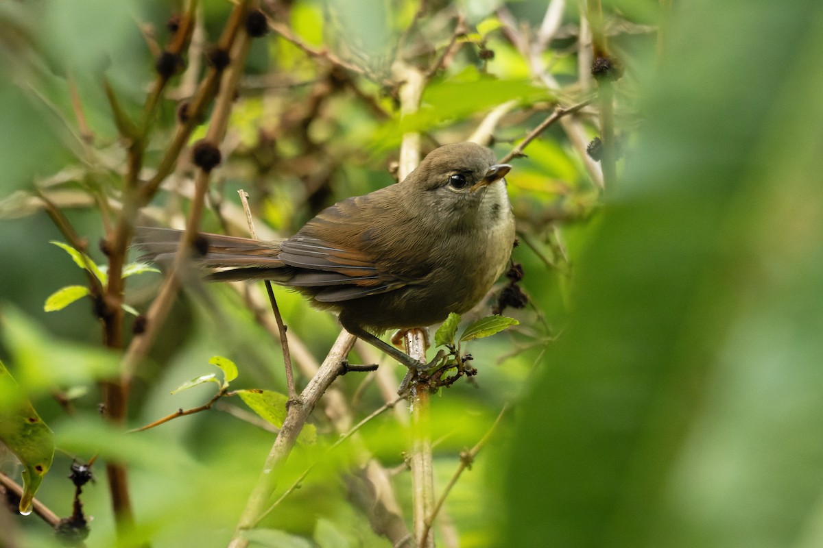 ミヤマオナガカマドドリ - ML644323533
