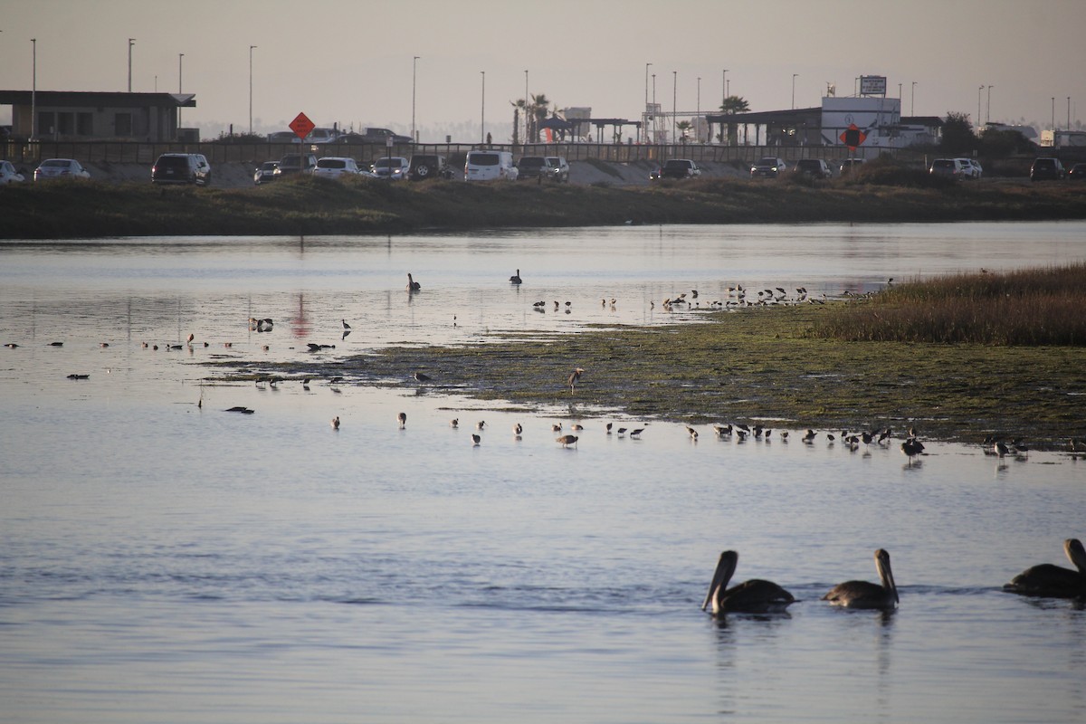 Tricolored Heron - ML644323543