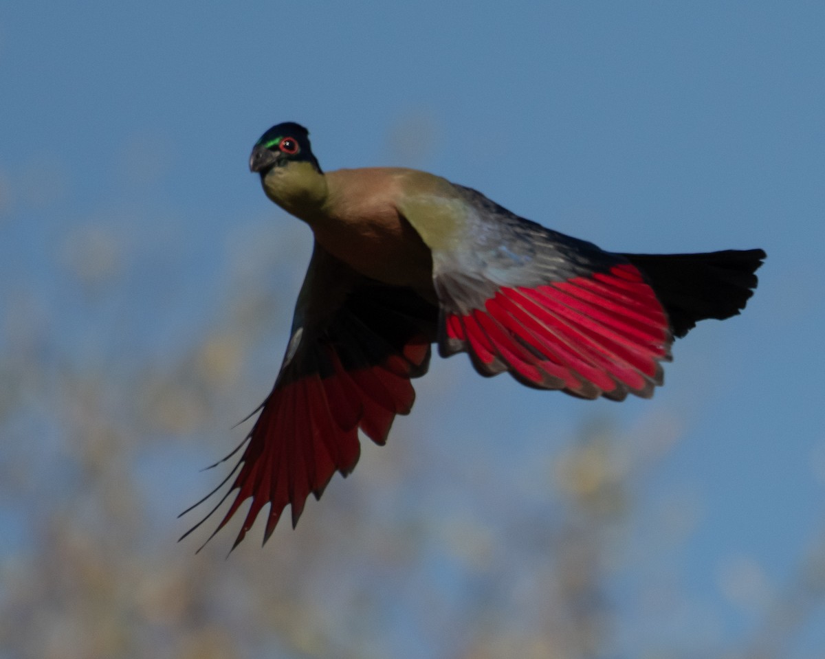 Purple-crested Turaco - ML644323544