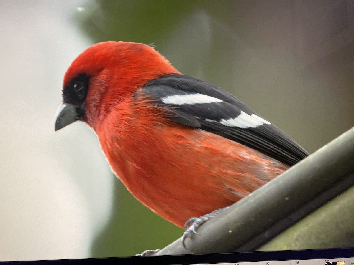 White-winged Tanager - ML644323547