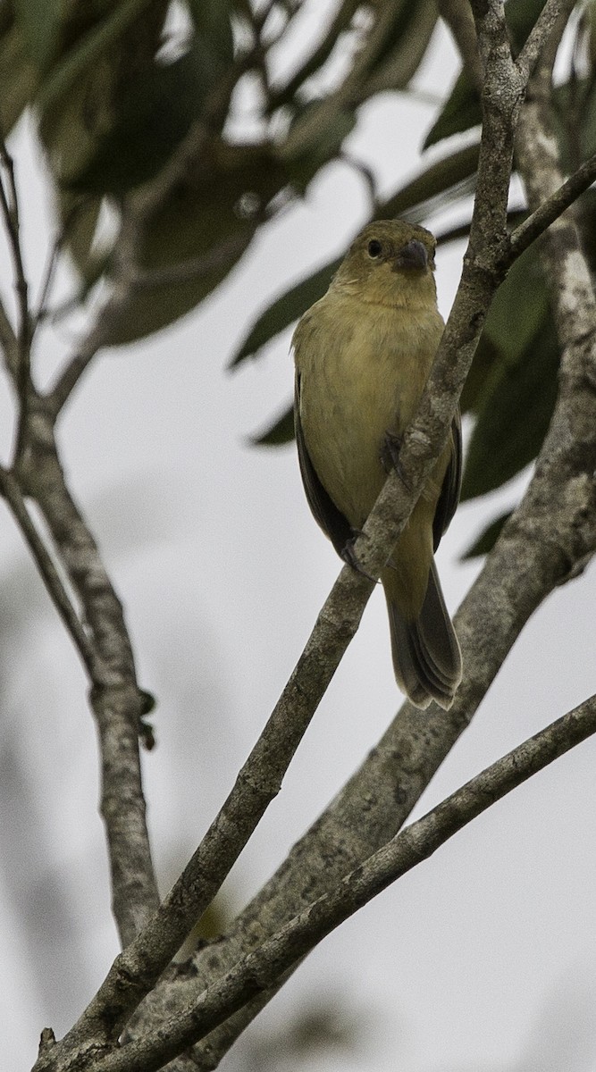 Variable Seedeater - ML644323560