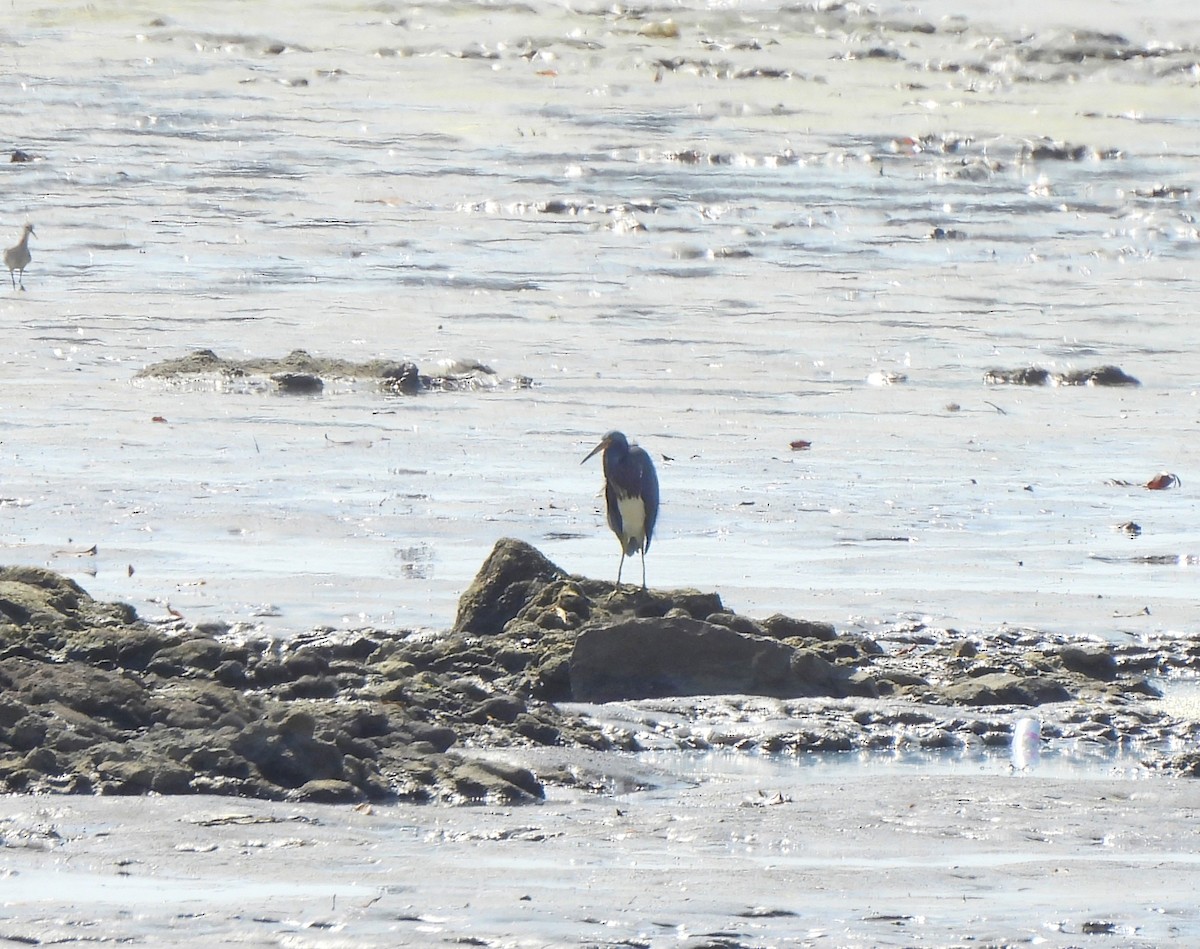 Tricolored Heron - ML644323579