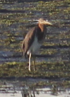 Tricolored Heron - ML644323586