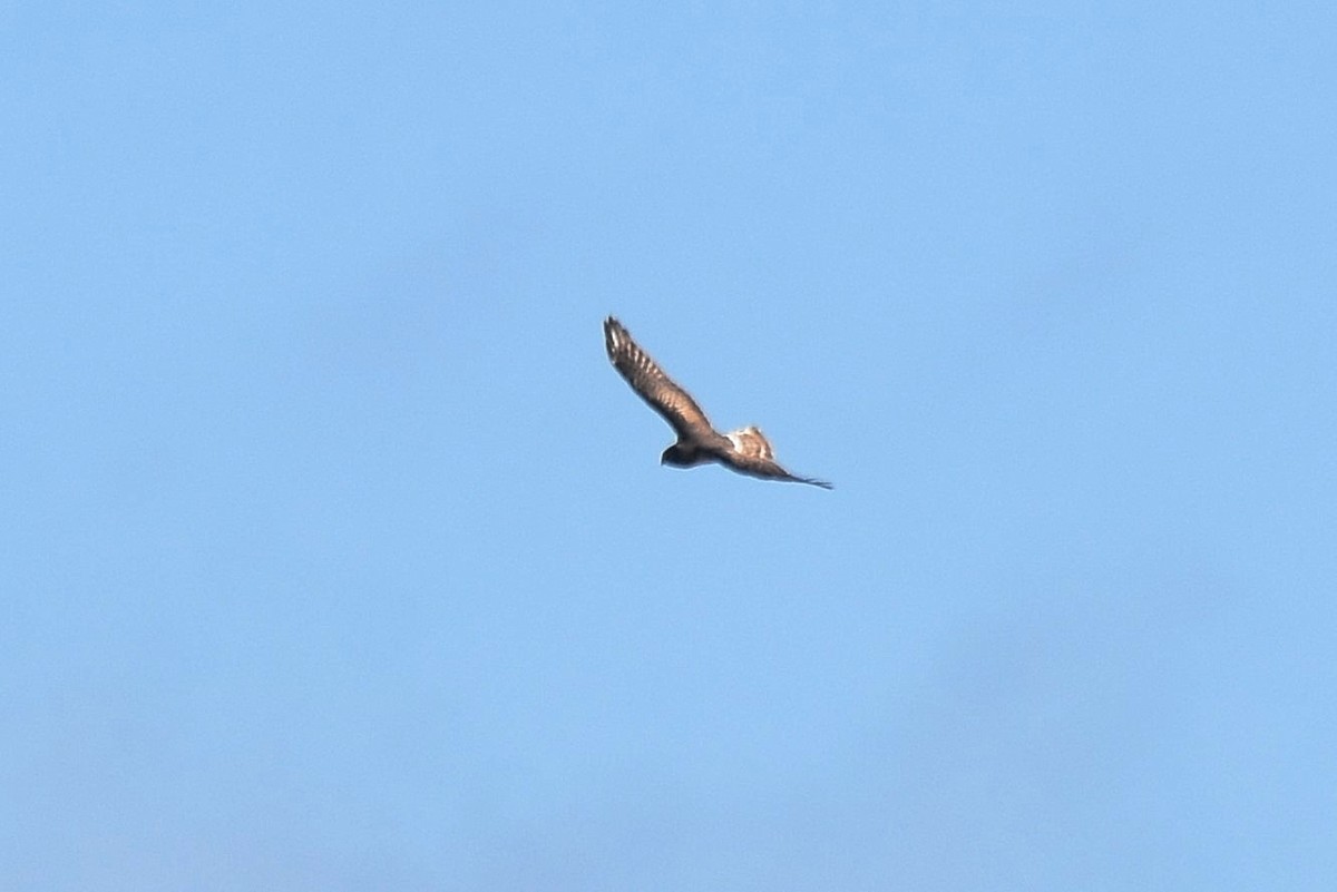 ハイイロチュウヒ - ML644323603