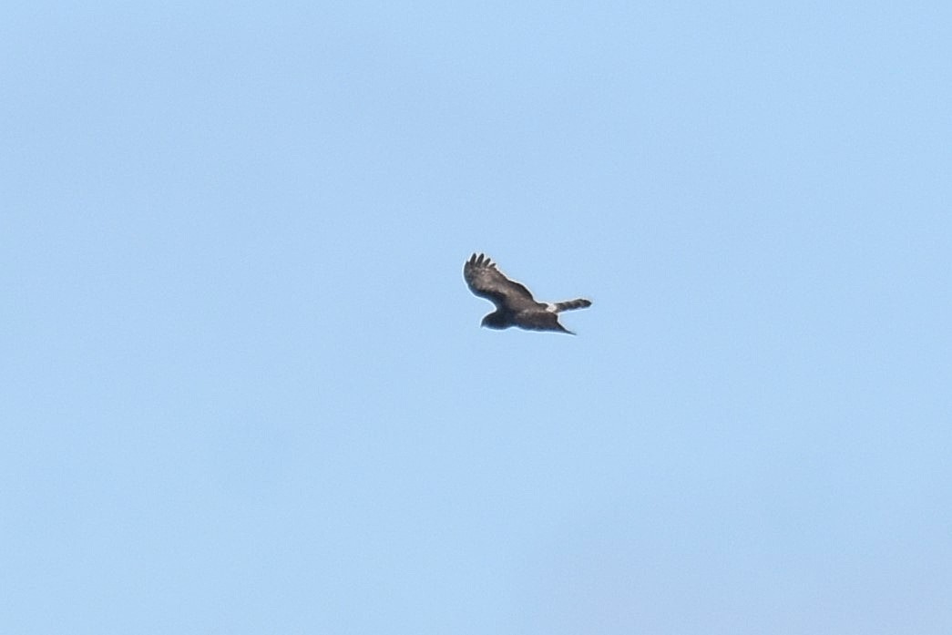 ハイイロチュウヒ - ML644323604