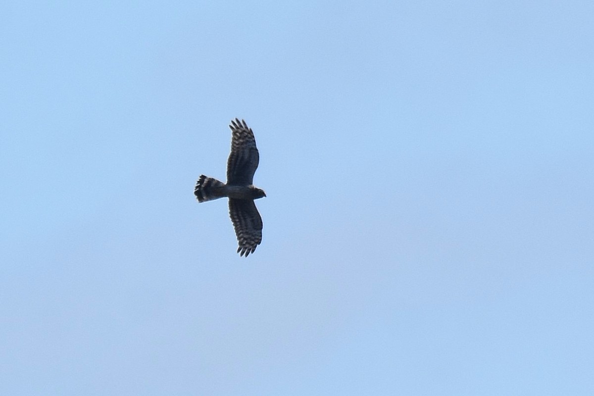 ハイイロチュウヒ - ML644323612