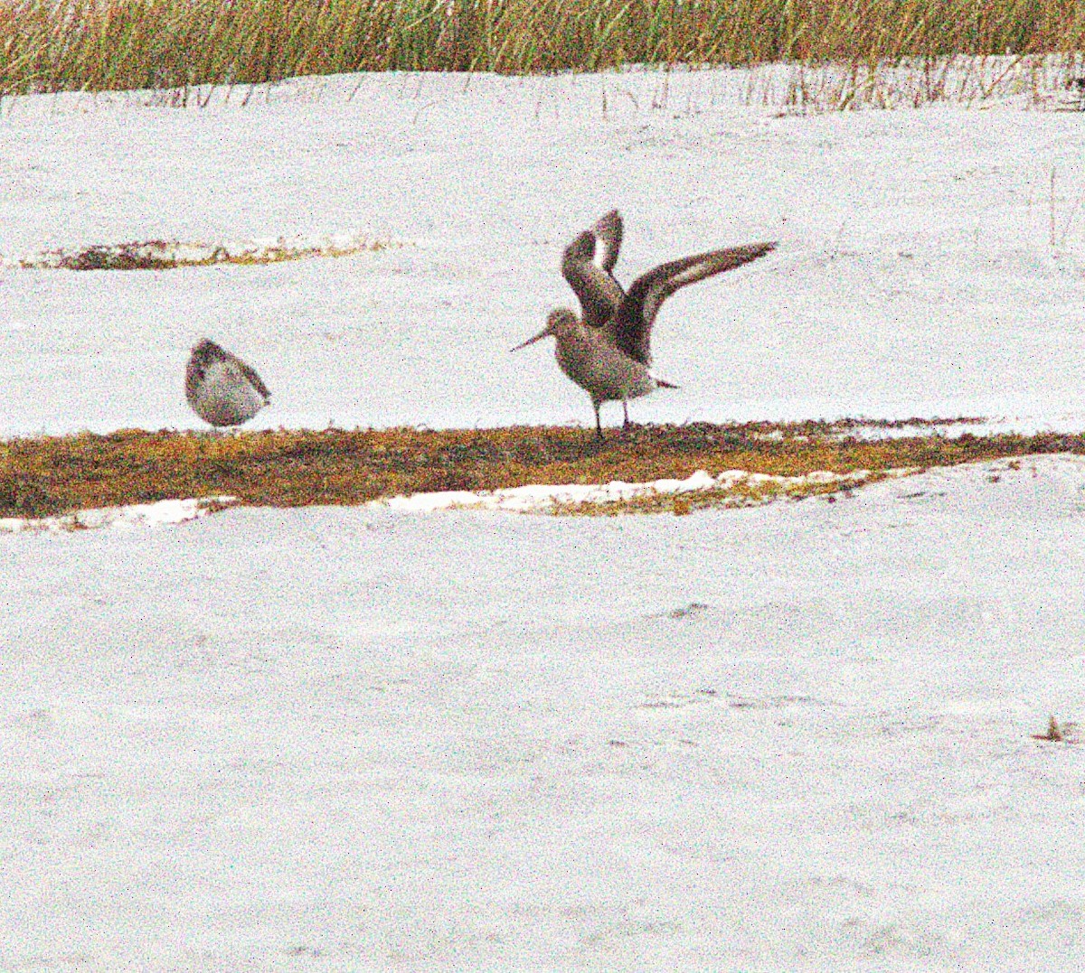 Hudsonian Godwit - ML644323619