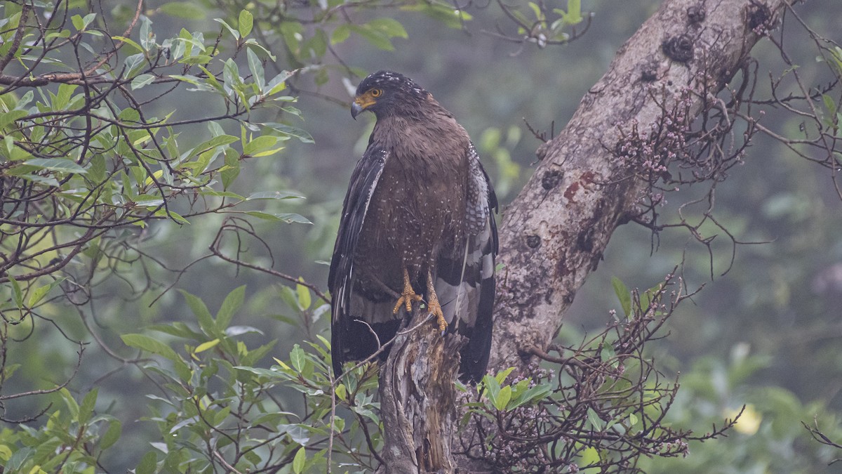 Crested Serpent-Eagle - ML644323625