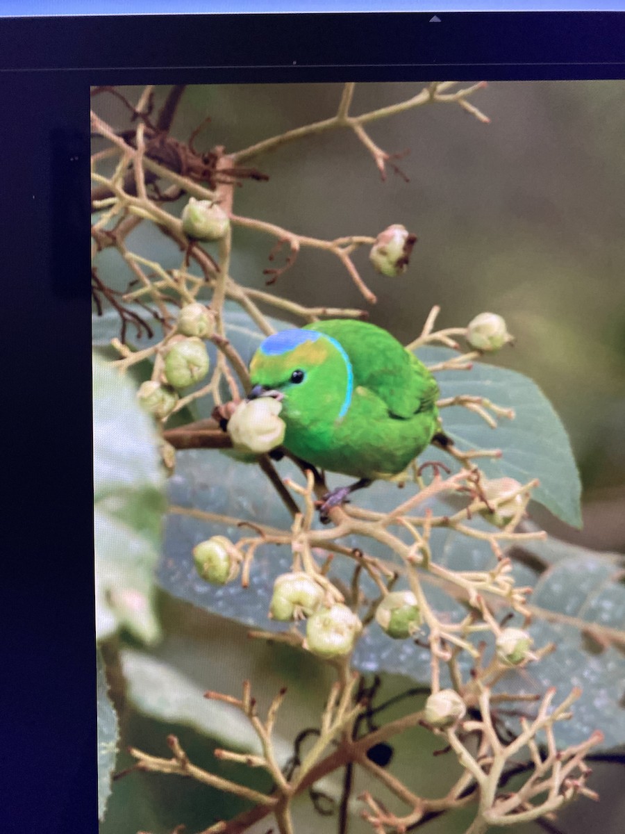 Golden-browed Chlorophonia - ML644323630