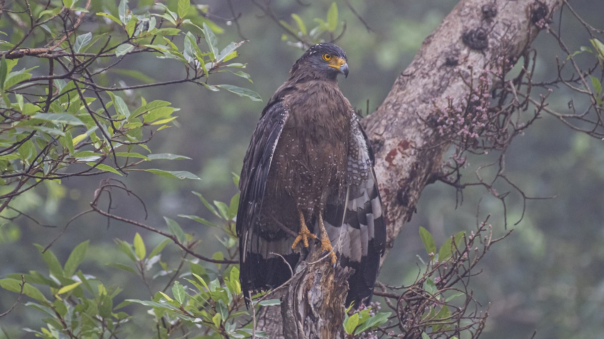 Crested Serpent-Eagle - ML644323631