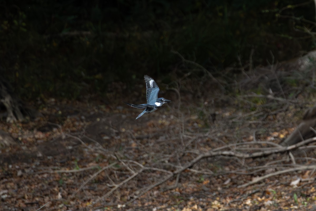 Belted Kingfisher - ML644323635